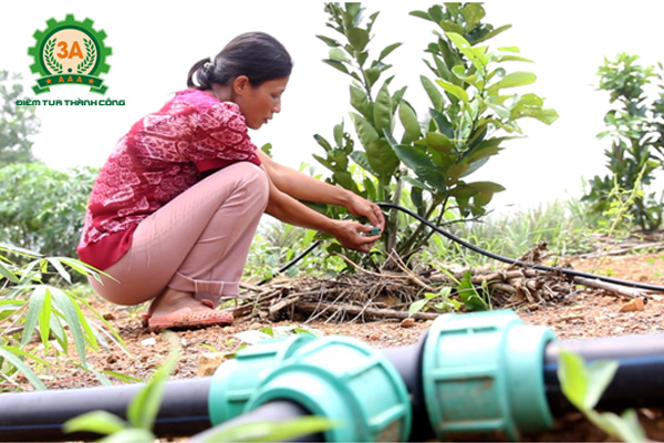 Công ty CPĐT Tuấn Tú đã tư vấn và hỗ trợ cô Ngát lắp đặt hệ thống tưới nhỏ giọt cho đồi cây