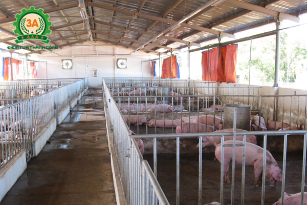 Kỹ thuật nuôi lợn nái sinh sản: Chuồng nuôi thông thoáng