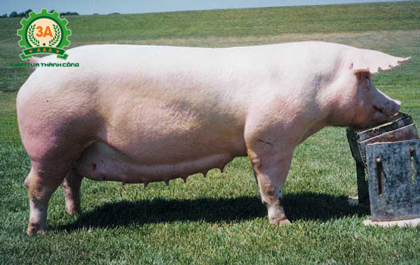 Kỹ thuật nuôi lợn nái sinh sản: Lợn nái chửa được chăm sóc đặc biệt