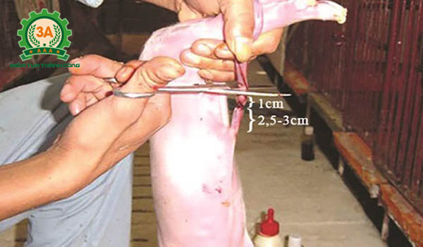 Kỹ thuật nuôi lợn nái sinh sản: Cắt rốn cho lợn con