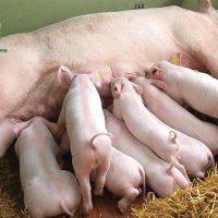 Kỹ thuật nuôi lợn nái sinh sản: Lợn nái sau sinh cho con bú