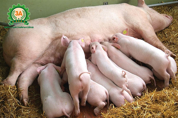 cách chăn nuôi lợn