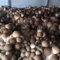 Kỹ thuật trồng nấm rơm: Nấm rơm được trồng trong nhà