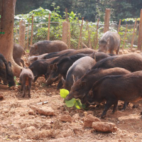 Kỹ thuật nuôi lợn rừng thương phẩm hiệu quả