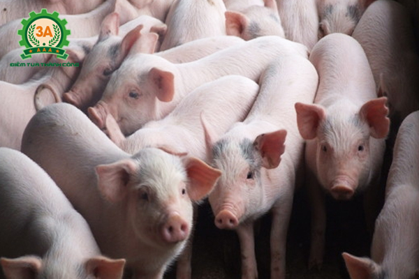 Kỹ thuật chăn nuôi lợn thịt - cách cho ăn, cho uống