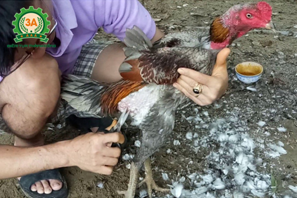 Cách chọn gà chọi tơ - Tỉa lông cho gà