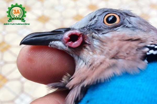 Cách nuôi chim cu gáy non - Bệnh hạt đậu ở chim cu gáy