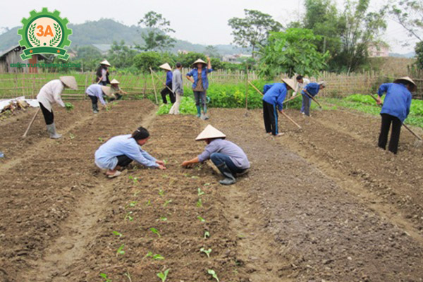 Máy khoan lỗ trồng cây con 3A sẽ thay thế lao động thủ công