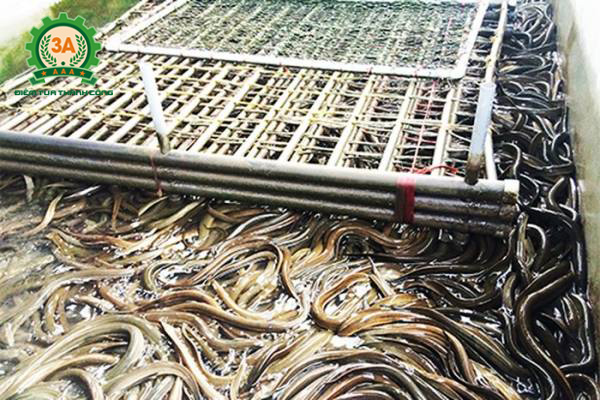 Mô hình nuôi lươn không bùn mang lại hiệu quả cao