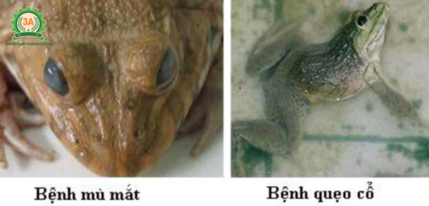 Nuôi ếch trong bể xi măng: Bệnh mù mắt và nghẹo cổ ở ếch