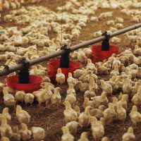 Cách nuôi gà con nhanh lớn: Giữ gìn vệ sinh khu vực nuôi gà con