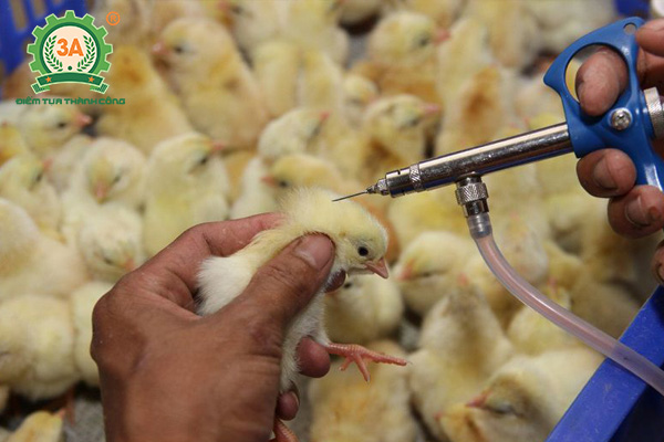 Cách nuôi gà con nhanh lớn: Tiêm vacxin phòng bệnh cho gà