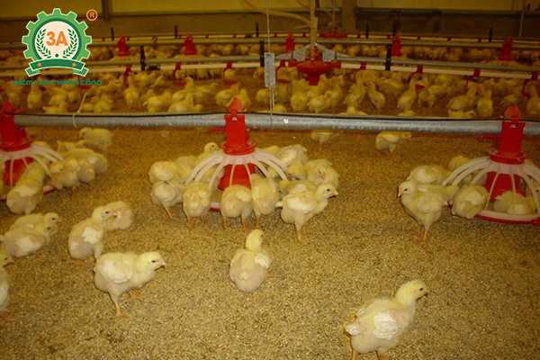 Kỹ thuật nuôi gà đẻ trứng thả vườn - Chăm sóc gà con