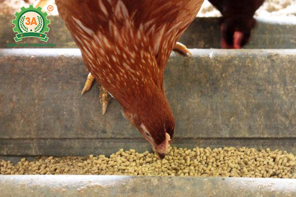 Kỹ thuật nuôi gà đẻ trứng thả vườn: Thức ăn