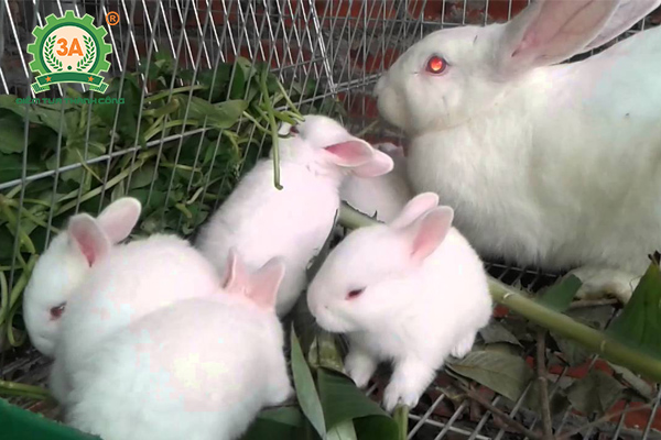 Kỹ thuật nuôi thỏ sinh sản: Thức ăn thô xanh cho thỏ