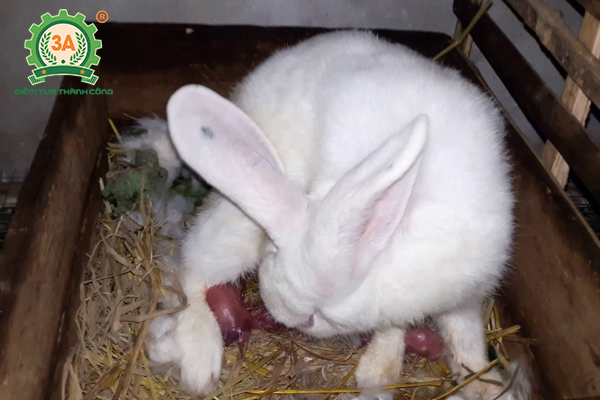 Kỹ thuật nuôi thỏ sinh sản: Thỏ mẹ sinh con