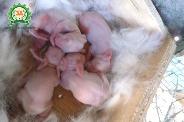 Kỹ thuật nuôi thỏ sinh sản: Giai đoạn thỏ con theo mẹ