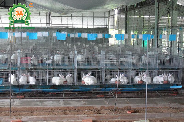 Kỹ thuật chăn nuôi thỏ thịt: Chuồng nuôi thỏ thịt