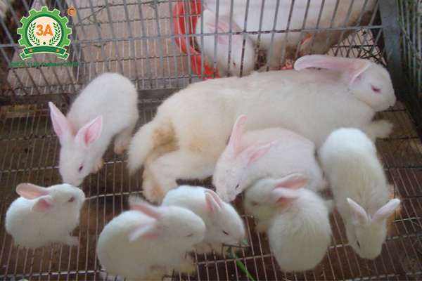Kỹ thuật chăn nuôi thỏ thịt: Thỏ con giai đoạn theo mẹ