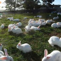 Kỹ thuật nuôi thỏ thả vườn