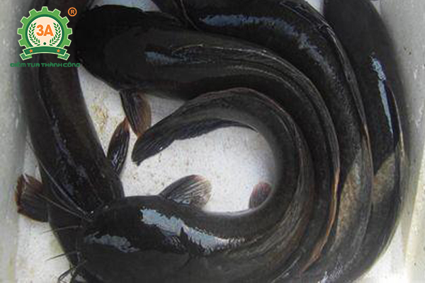 Nuôi cá hẻn nhập bể xi măng: Cá trê phi