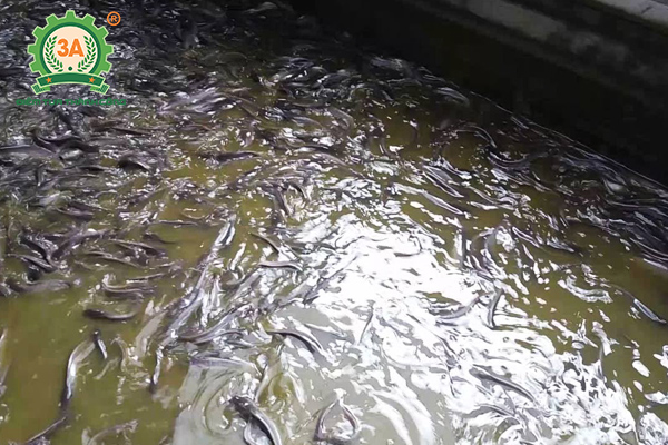 Nuôi cá hẻn nhập bể xi măng: thay cho nước kế hoạch mang lại cá trê