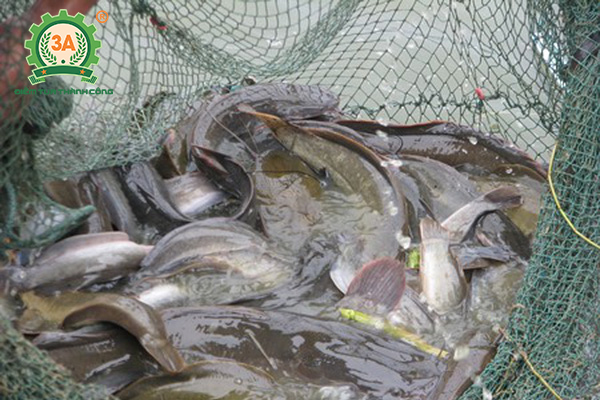 Nuôi cá hẻn nhập bể xi măng: Thu hoạch cá trê
