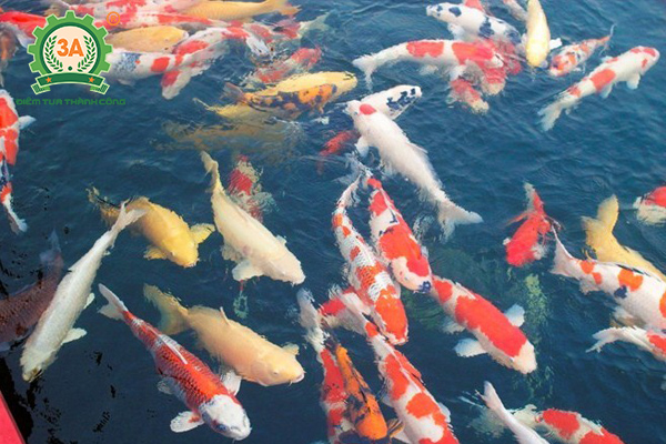 Cách nuôi cá Koi: Đàn cá Koi Nhật Bản