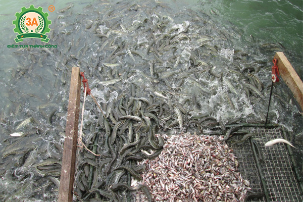 Kỹ thuật nuôi cá quả Miền Bắc: Cho cá quả ăn cá tạp cắt vụn
