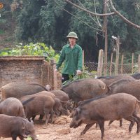 Chuồng trại chăn nuôi lợn rừng (04)