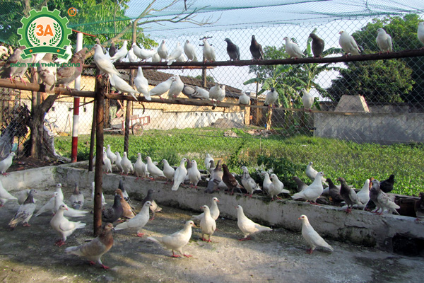 Lạ lùng chuyện cảnh sát Ấn Độ nuôi chim bồ câu đưa thư, lý do đằng