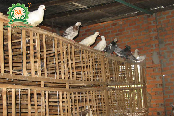 Kỹ thuật làm chuồng nuôi chim bồ câu pháp sinh sản  MÁY ẤP TRỨNG BẢO TÍN  2022CẮM ĐIỆN ĐỢI TRỨNG NỞ