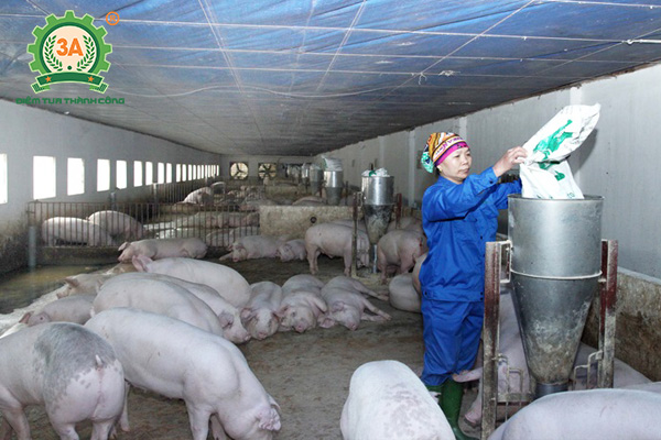 Trang trại chăn nuôi lợn với quy mô lớn vẫn đứng vững trước Dịch Tả lợn  Châu Phi