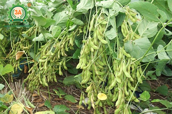Bật mí kĩ thuật trồng đậu tương cho năng suất cao