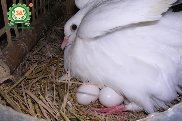 Dấu hiệu bồ câu sắp đẻ trứng (08)