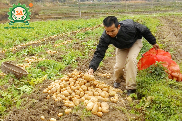 Kỹ thuật trồng khoai tây (10)