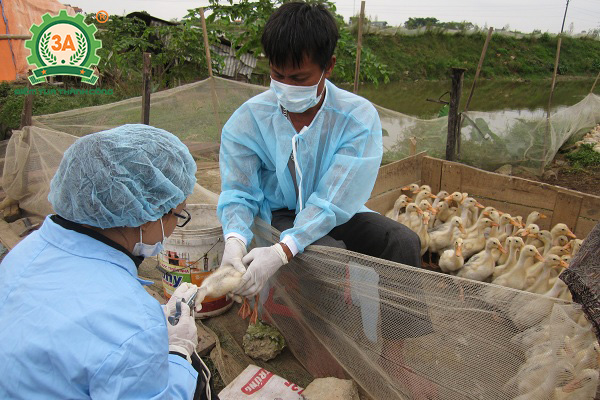 Tiêm vắc xin phòng dịch cúm gia cầm A/H5N6