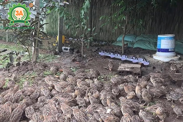 Cô gái biến sân thượng thành "trang trại" ấp trứng, nuôi chim, tạo nguồn  lương thực mới cho cả nhà khiến nhiều người kinh ngạc