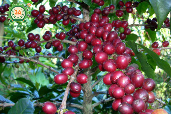 Kỹ thuật trồng cà phê (01)