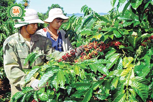 Kỹ thuật trồng cà phê (12)