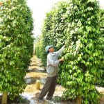 Trọn bộ hướng dẫn kỹ thuật trồng tiêu phát triển bền vững