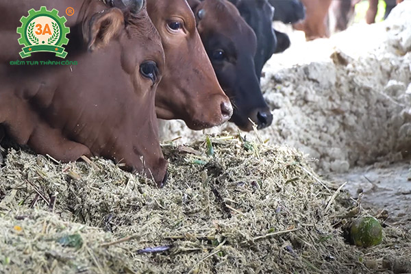 Mô hình nuôi bò sinh sản và bò giống ứng dụng dây chuyền chế biến thức ăn gia súc 3A (11)