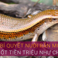 Nuôi rắn mối thu tiền tỷ