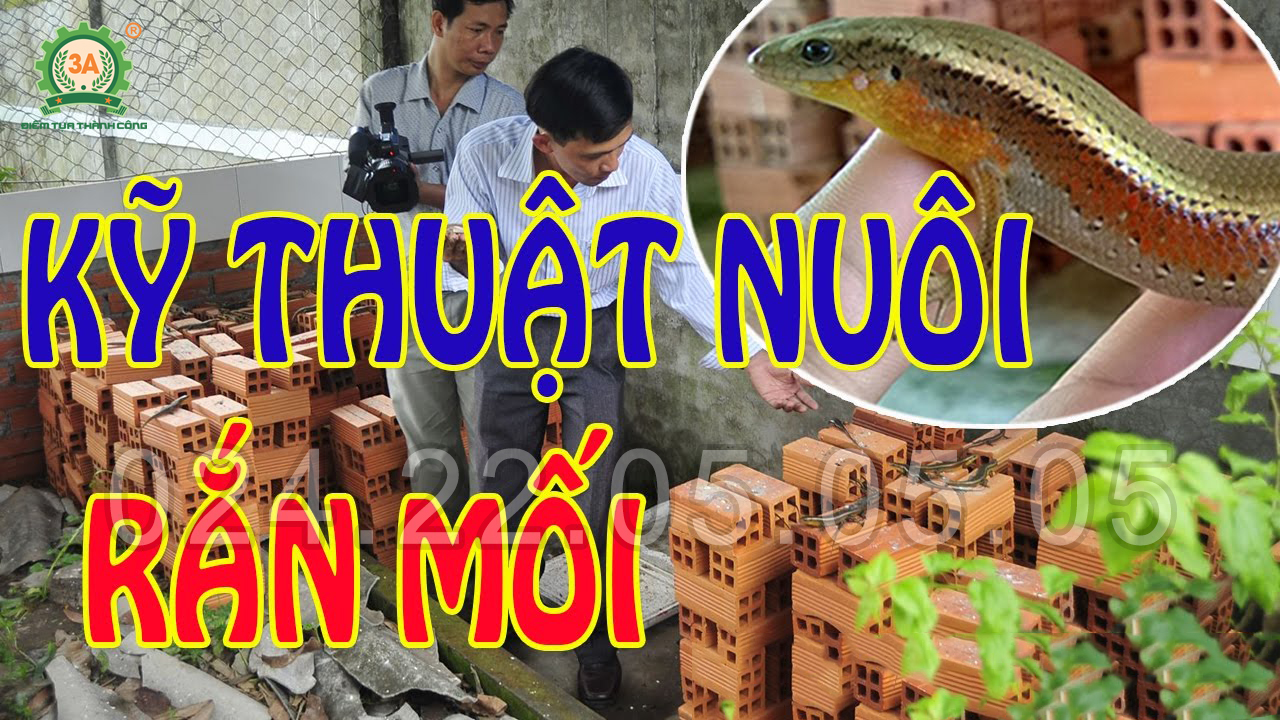 Kỹ thuật nuôi răn mối sinh sản