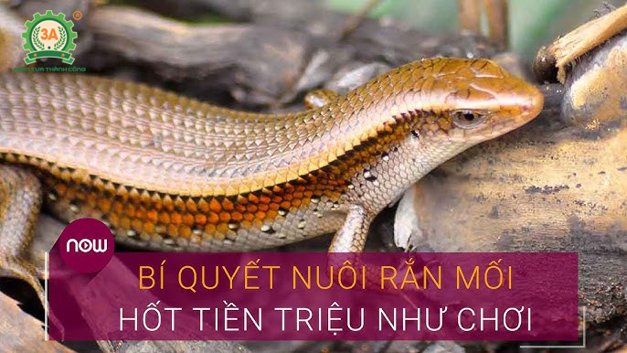 Nuôi rắn mối thu tiền tỷ