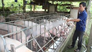 Kỹ thuật chăm sóc lợn nái chửa - Tắm mát cho lợn