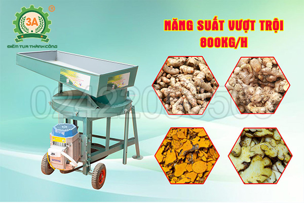 Cắt lát củ gừng và củ nghệ