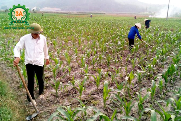 Bán dụng cụ gieo hạt hai hàng 3A để tiết kiệm công sức cho bà con