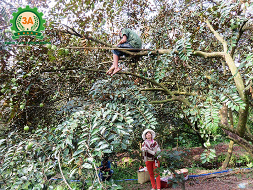 Bán kéo cắt cành tại Hà Nội
