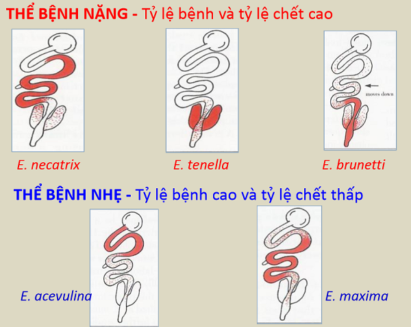 Các loại Eimeria gây bệnh cầu trùng ở gà